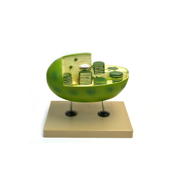 Chloroplast Model